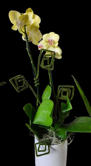 Yellow Orchid plant - Pale yellow Phalaenopsis orchids with soft pink centers create an elegant, contemporary statement-perfect as a housewarming gift, thank-you gesture, or everyday surprise. This orchid arrangement reads calm and refined, the long stems and delicate blooms giving the recipient a sense of tranquility and care that lasts well beyond a single day.  A cluster of several pale yellow Phalaenopsis blooms sits above broad, glossy green leaves, the subtle pink accents in each flower adding a gentle, tropical warmth. The plants are planted in a simple white ceramic pot with a nest of decorative moss at the base, giving a clean, modern presentation that fits on a mantel, desk, or entry table.  This is the kind of gift that makes someone feel seen and cared for-an understated yet memorable way to celebrate a new home, show appreciation, or brighten an ordinary moment. Orchids are low-maintenance: keep the moss lightly moist, place in bright, indirect light, and they will reward the recipient with weeks of graceful blooms.