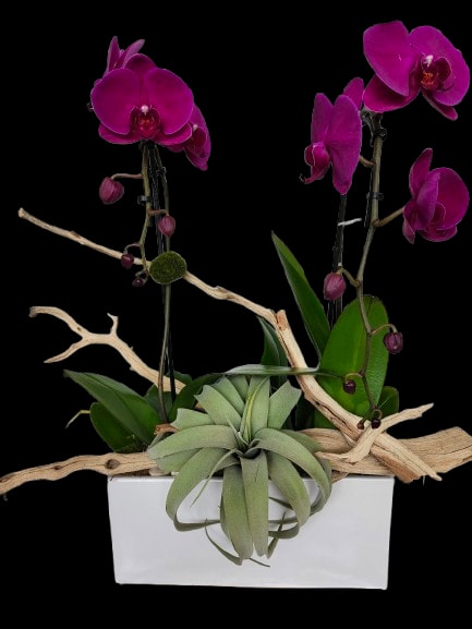 Orchid garden - Vivid magenta Phalaenopsis orchid stems arc gracefully from a white rectangular planter to create a contemporary centerpiece perfect for a birthday bouquet, housewarming gift, or a thoughtful thank-you arrangement. The bright orchid blooms give an immediate, joyful pop of color while the overall sculptural silhouette feels modern and intentionally designed for someone who appreciates clean lines and a hint of the exotic.  A pale green air plant nestles at the front of the display, its soft texture balancing the orchids' glossy petals, and bleached driftwood branches sweep across the composition for organic contrast and height. Colors play between magenta, green and white for a fresh, upscale look; the low-profile rectangular planter makes this ideal for tabletops, mantels, or entry consoles without overwhelming the space.  This is the kind of gift that makes the recipient feel celebrated and noticed-perfect for someone settling into a new home, marking a birthday, or simply needing a bright, living reminder that you're thinking of them. The arrangement arrives ready to display; orchids appreciate bright, indirect light and occasional watering at the roots, while the air plant benefits from a light misting-simple care to keep this modern display looking its best.