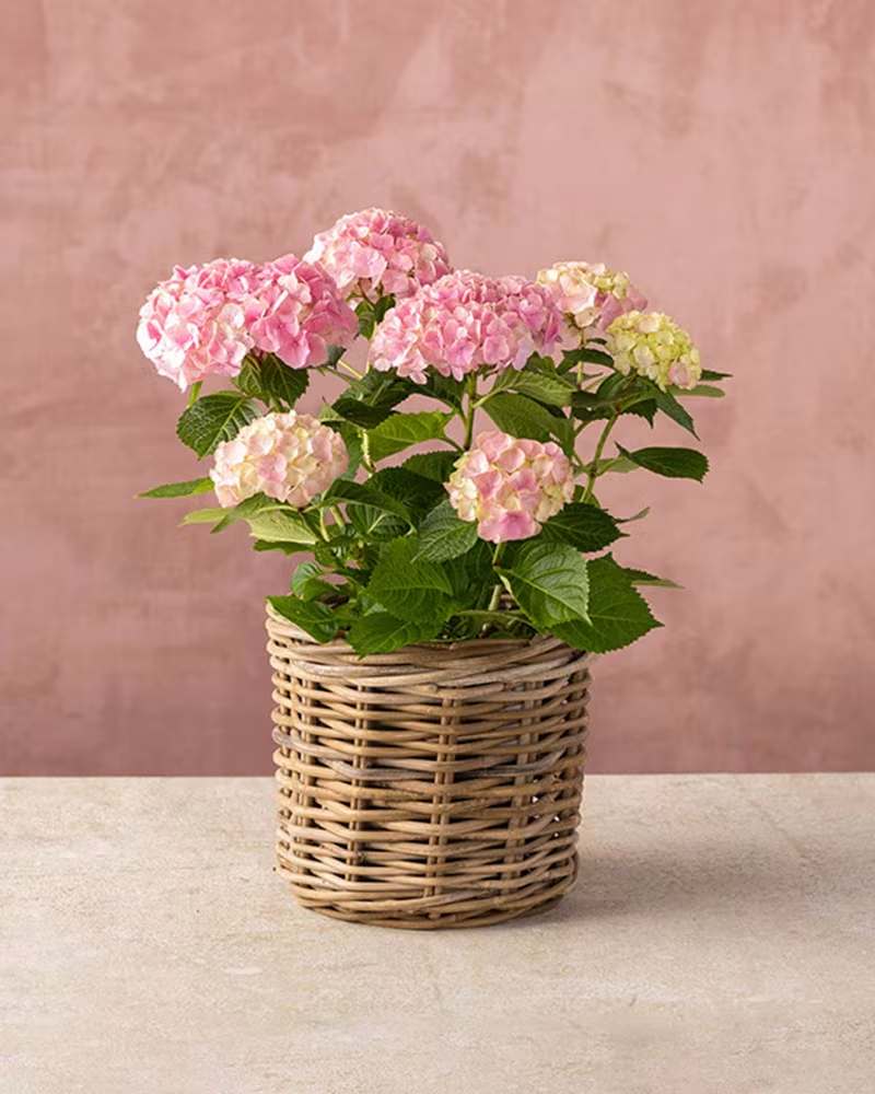 Pink hydrangea plant in a wicker basket