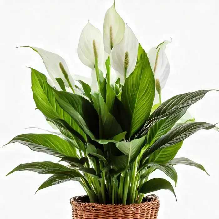 Peace Lily Plant – A Symbol of Comfort and Remembrance - Offer a lasting tribute of peace and hope with our elegant Peace Lily (Spathiphyllum). With its lush green leaves and graceful white blooms, this plant is a timeless expression of sympathy and love. Thriving in low to medium light, it’s easy to care for, making it a thoughtful gesture for those grieving or honoring a loved one.  Available in three container sizes:  6" Standard  8" Deluxe  10" Premium  Each Peace Lily is beautifully presented in a lined basket, ready to provide comfort, remembrance, and a living expression of your heartfelt condolences.  Product ID: Peace.Lily.plant 