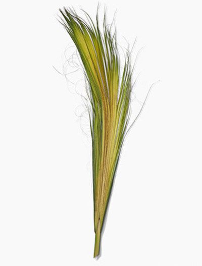 Single green and yellow decorative grass blade on a white background