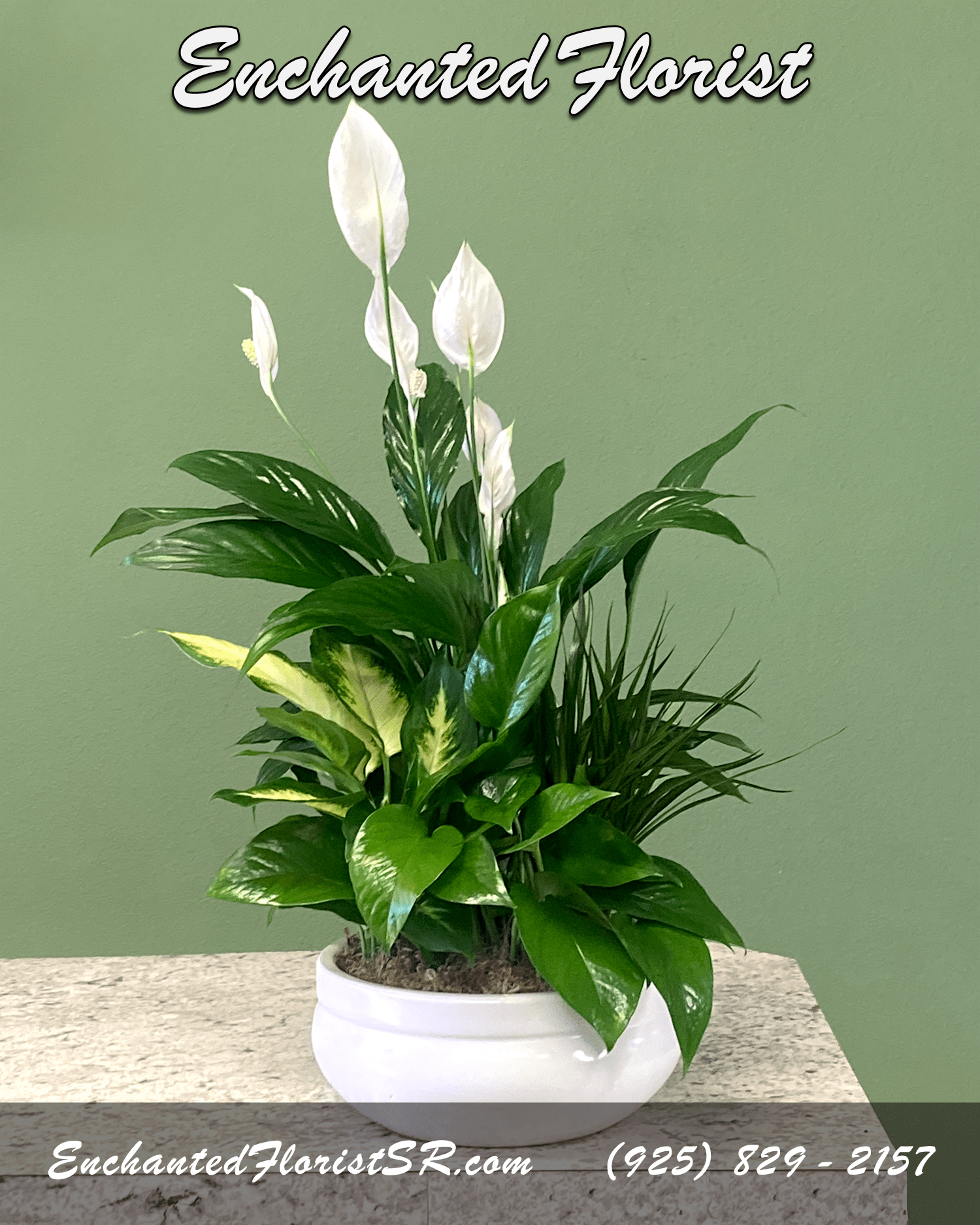 White peace lilies in a white bowl planter