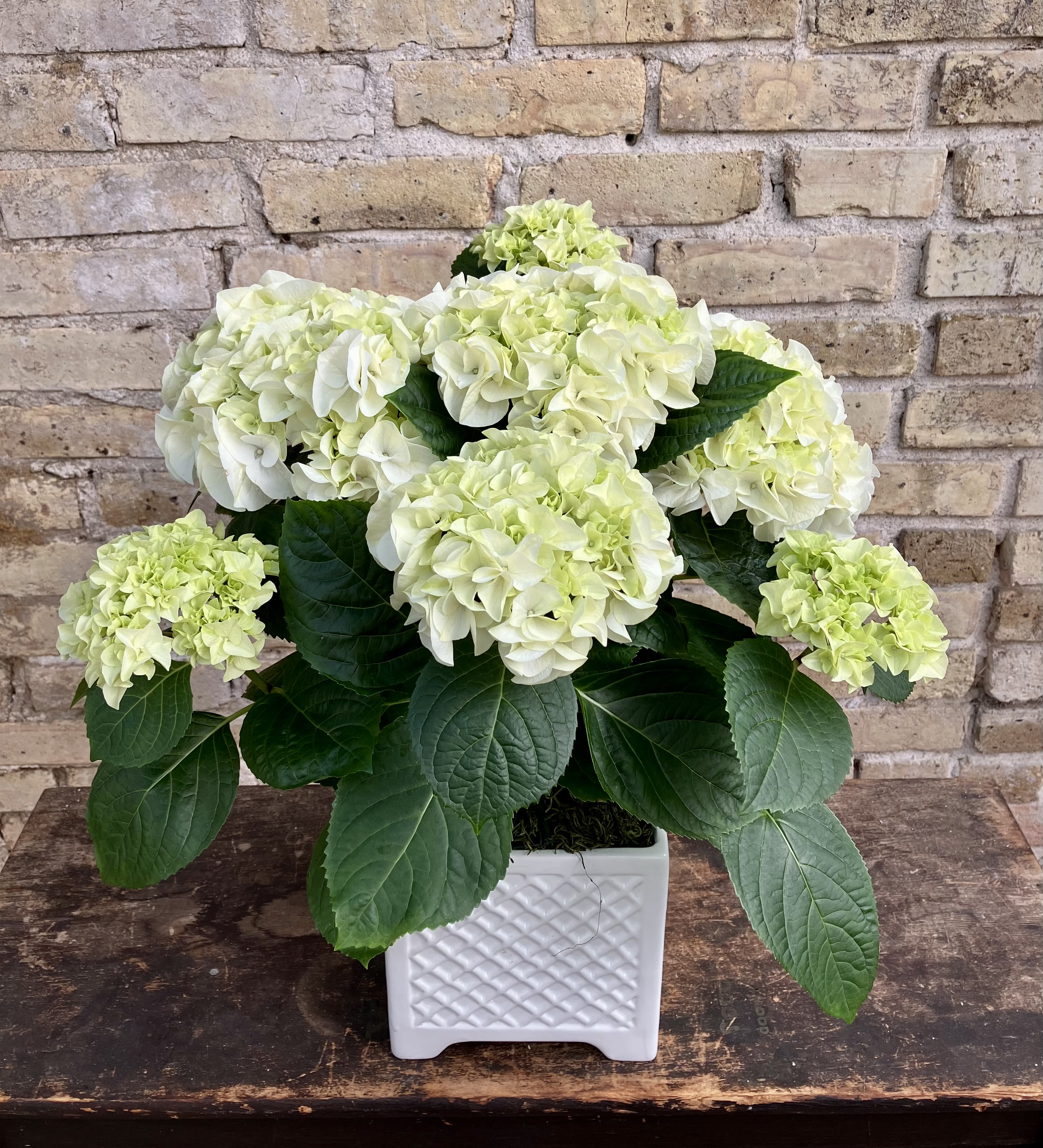 Cottage Garden - Lovely Green and White Tone Hydrangea Plant Set Into a White Ceramic Container. A Natural Beauty For Your Home.
