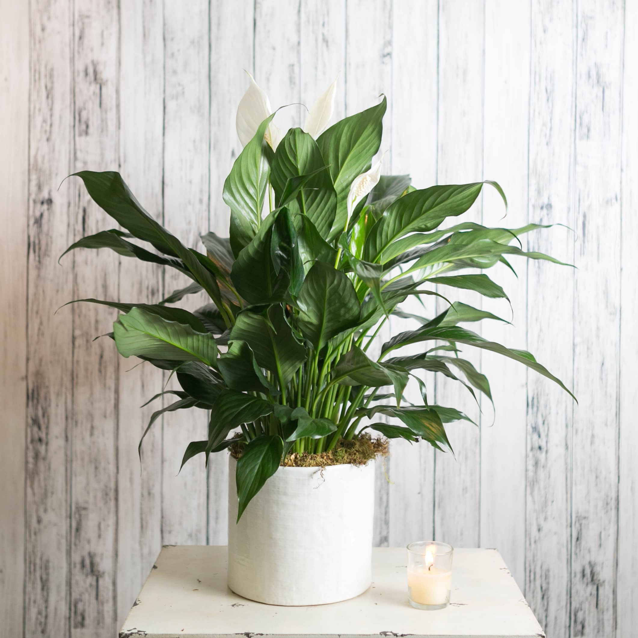 Potted peace lily with white blooms in a white container beside a small candle