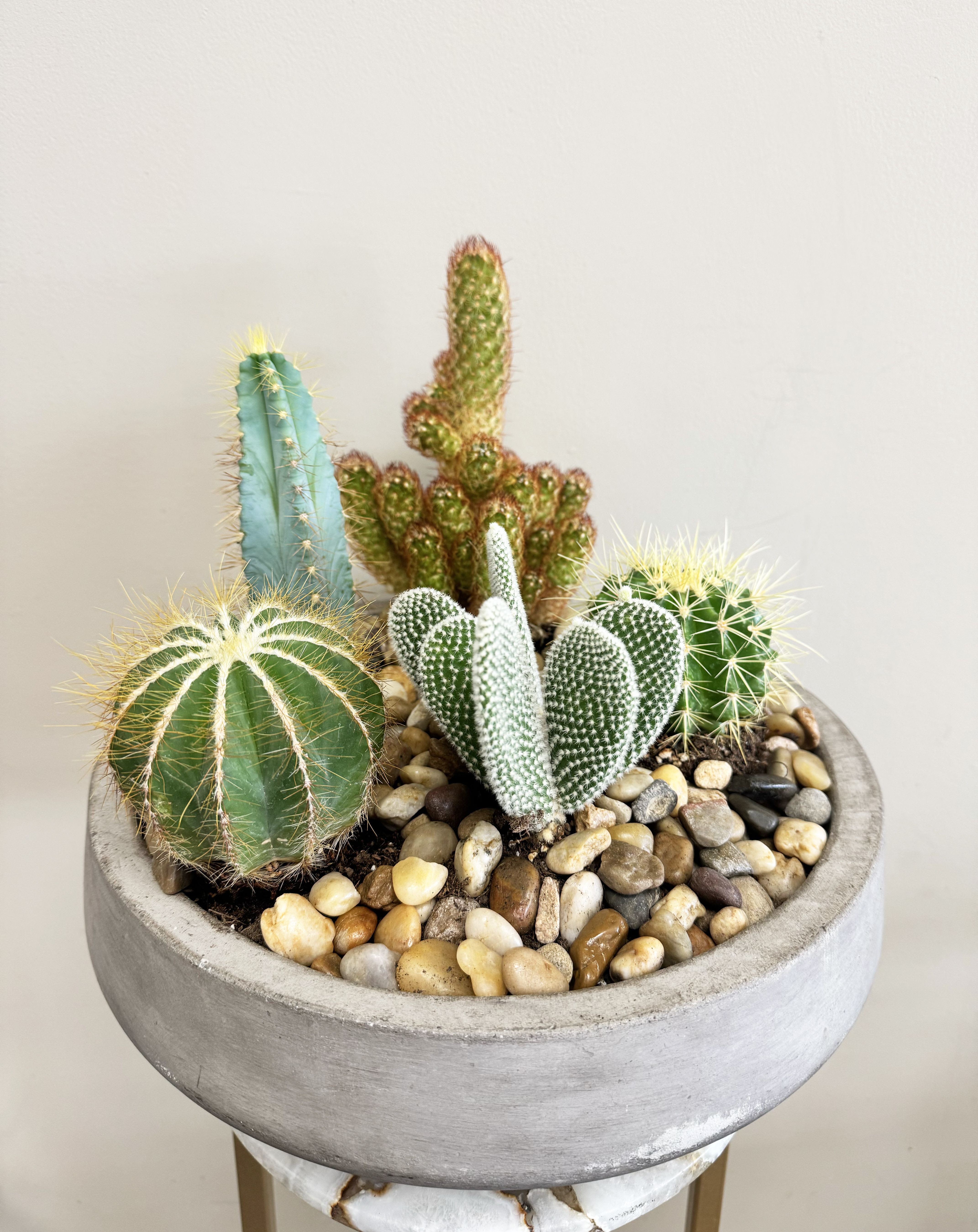 Desert Harmony Cactus Bowl - Bring a touch of the Southwest to any space with this striking cactus garden. Planted in a modern concrete bowl and topped with decorative river rocks, this arrangement features a unique mix of cacti in a variety of shapes, sizes, and colors. Low-maintenance and full of character, it’s perfect for bright desks, sunny windowsills, or as a long-lasting gift for plant lovers.