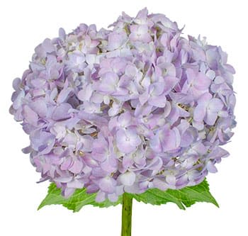 Single stem of pale lavender hydrangea bloom against a white background