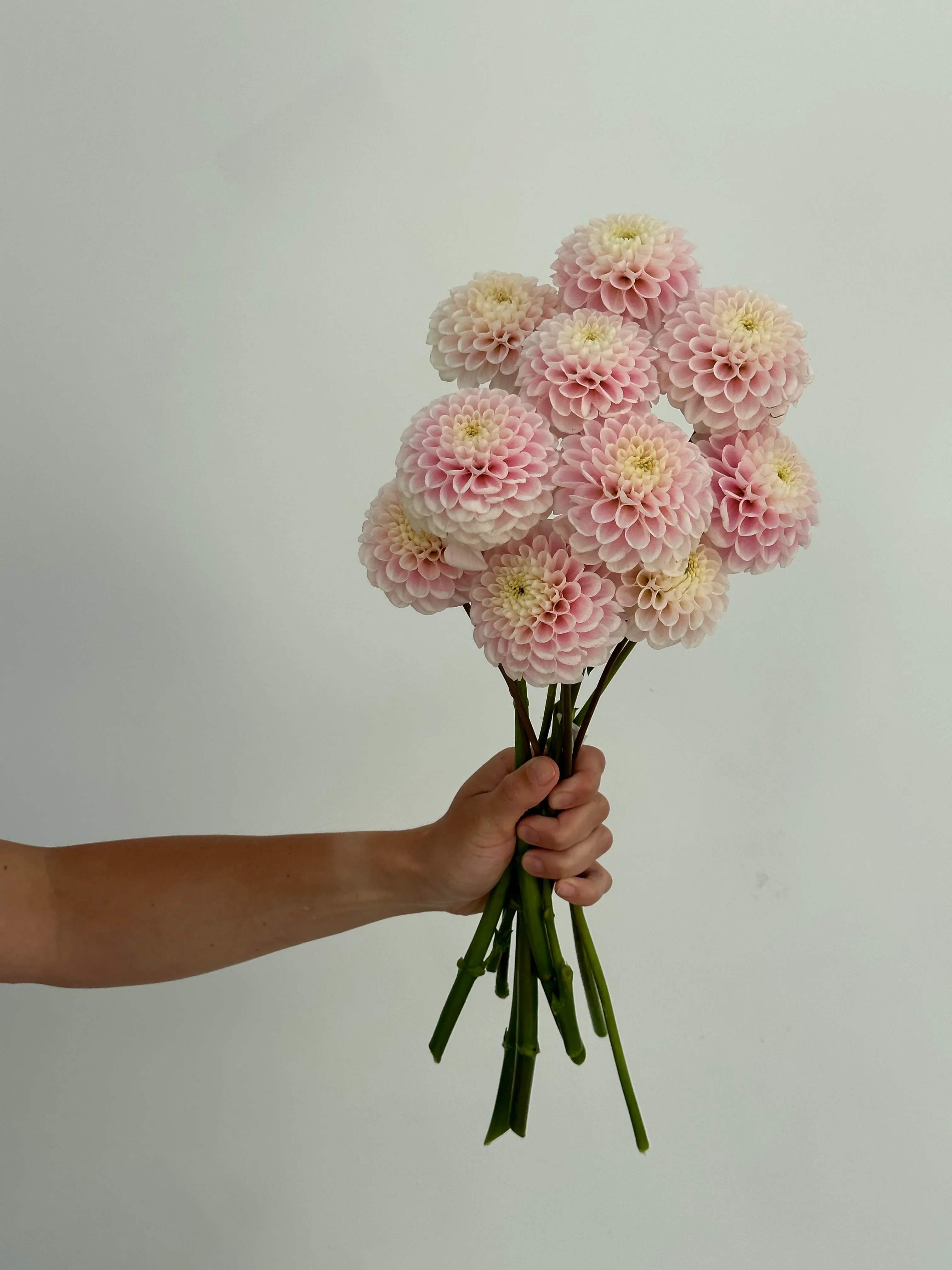 Handheld bouquet of pale pink pompon dahlias