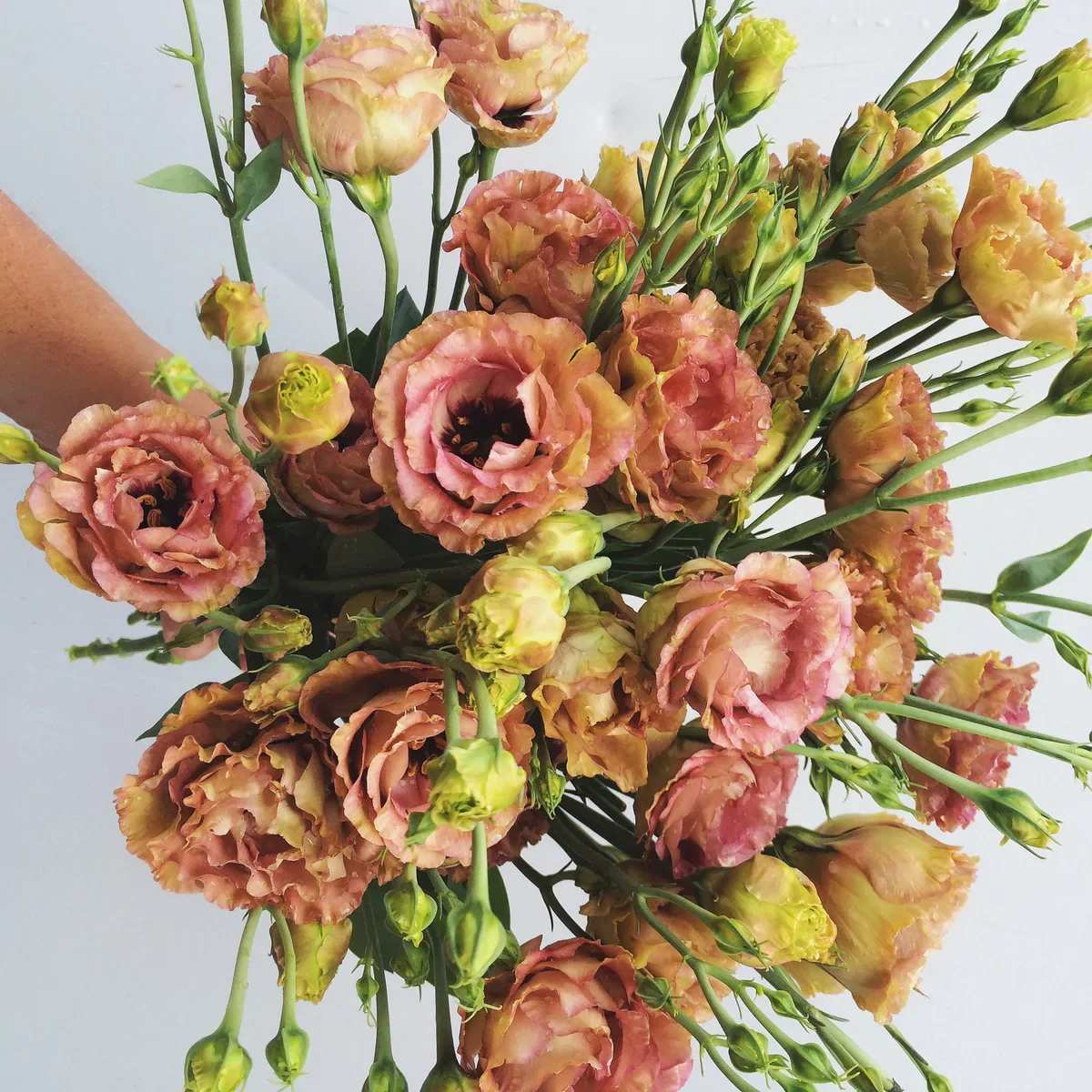 Bouquet of peach and pink lisianthus flowers