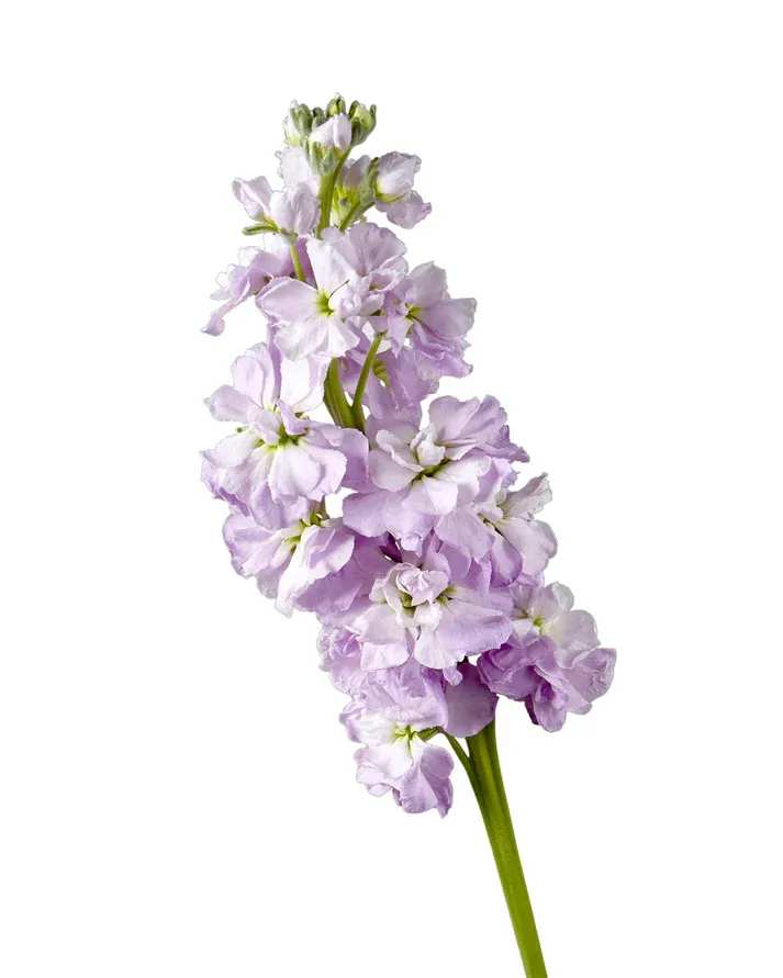 Single stem of pale lavender stock flowers on a white background