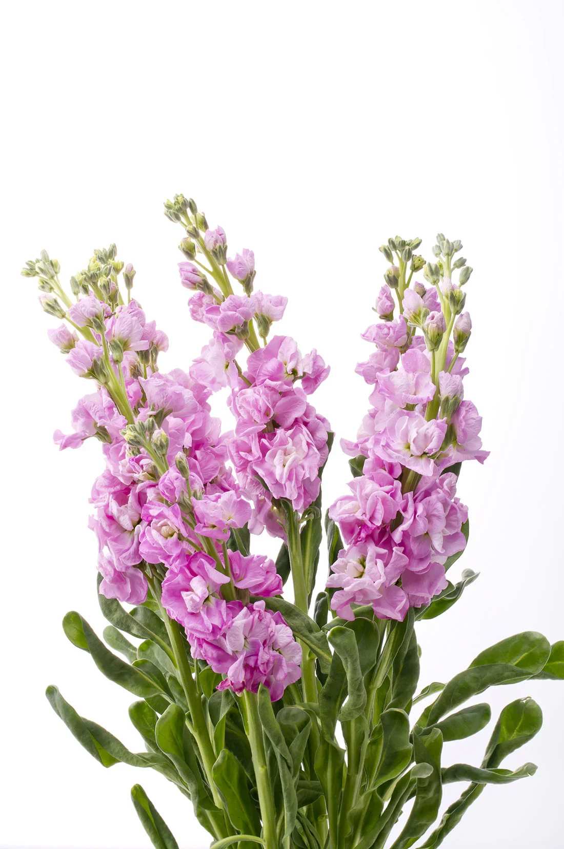 Pink stock flowers with green stems on a white background