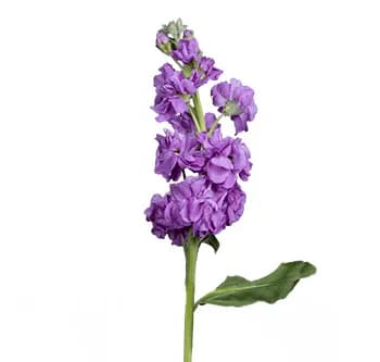 Single purple flower stem with clustered blossoms