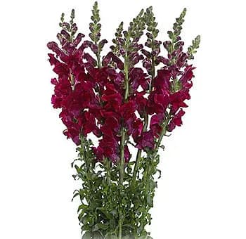 Bundle of magenta snapdragons with green stems