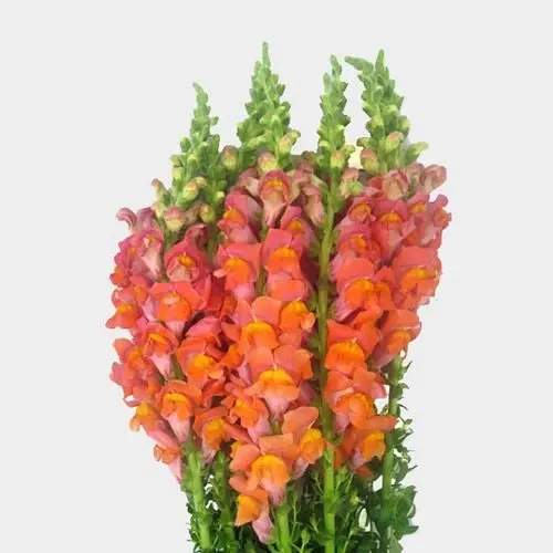 Tall bouquet of orange and pink snapdragons
