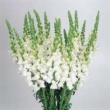 Tall bouquet of white snapdragons with green spikes