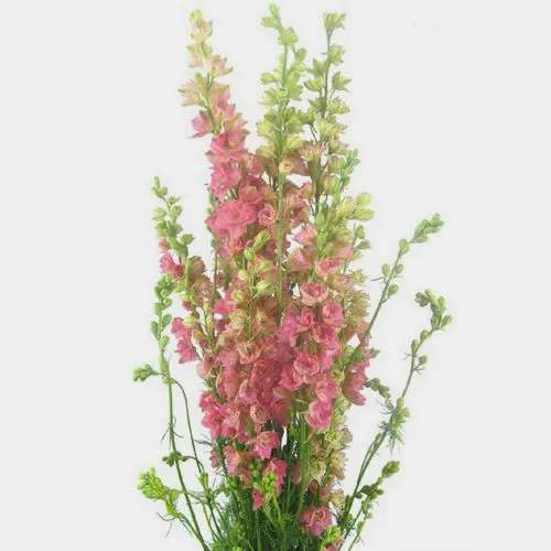 Tall arrangement of pink and green flowers on long stems
