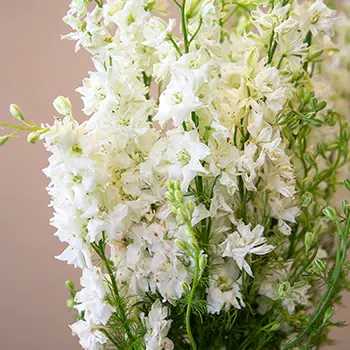 White delphinium flowers in a dense bouquet
