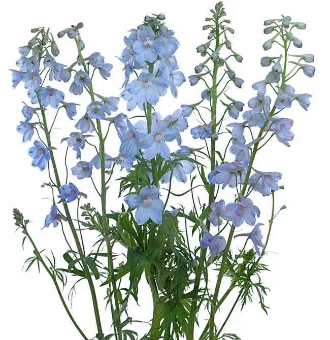 Blue delphinium flowers with tall stems and green foliage