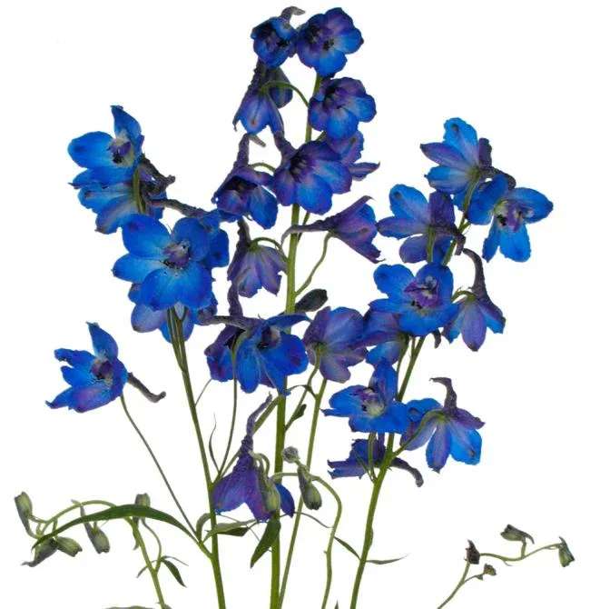 Blue delphinium flowers on tall stems against a white background