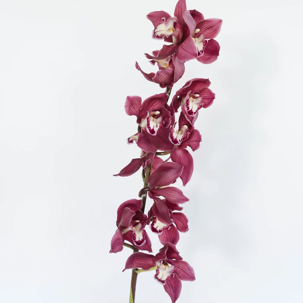 Single stem of magenta orchids on a white background