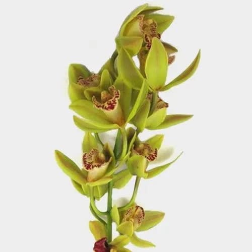 Stem of green orchids with speckled centers on a white background