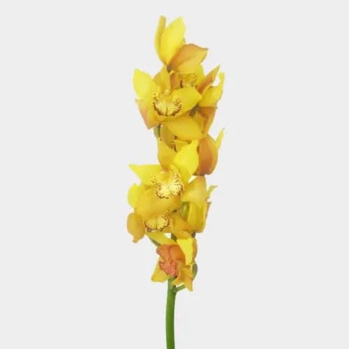Single yellow orchid stem with clustered blooms on a white background