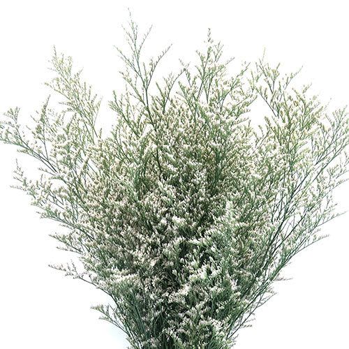 Tall airy greenery spray with tiny white filler blooms