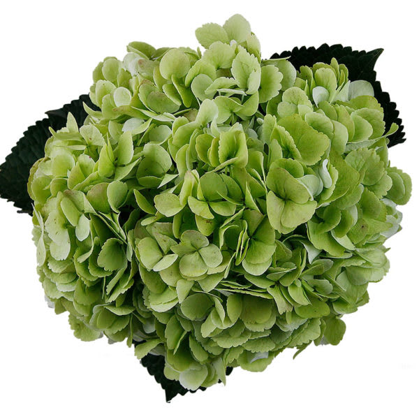 Green hydrangea bouquet with dark foliage accents