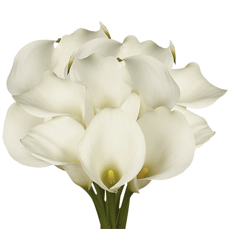 Bouquet of white calla lilies