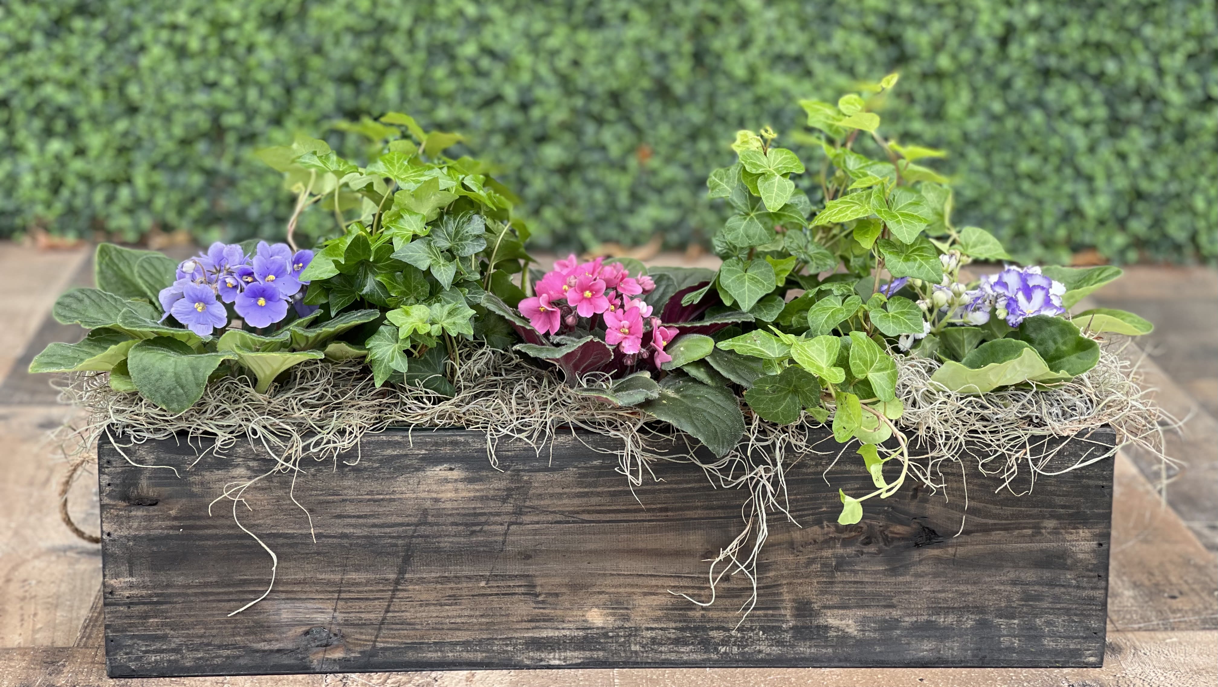AFRICAN VIOLETS IN A BOX - A colorful planter with African violets and ivy in a decorative container.  