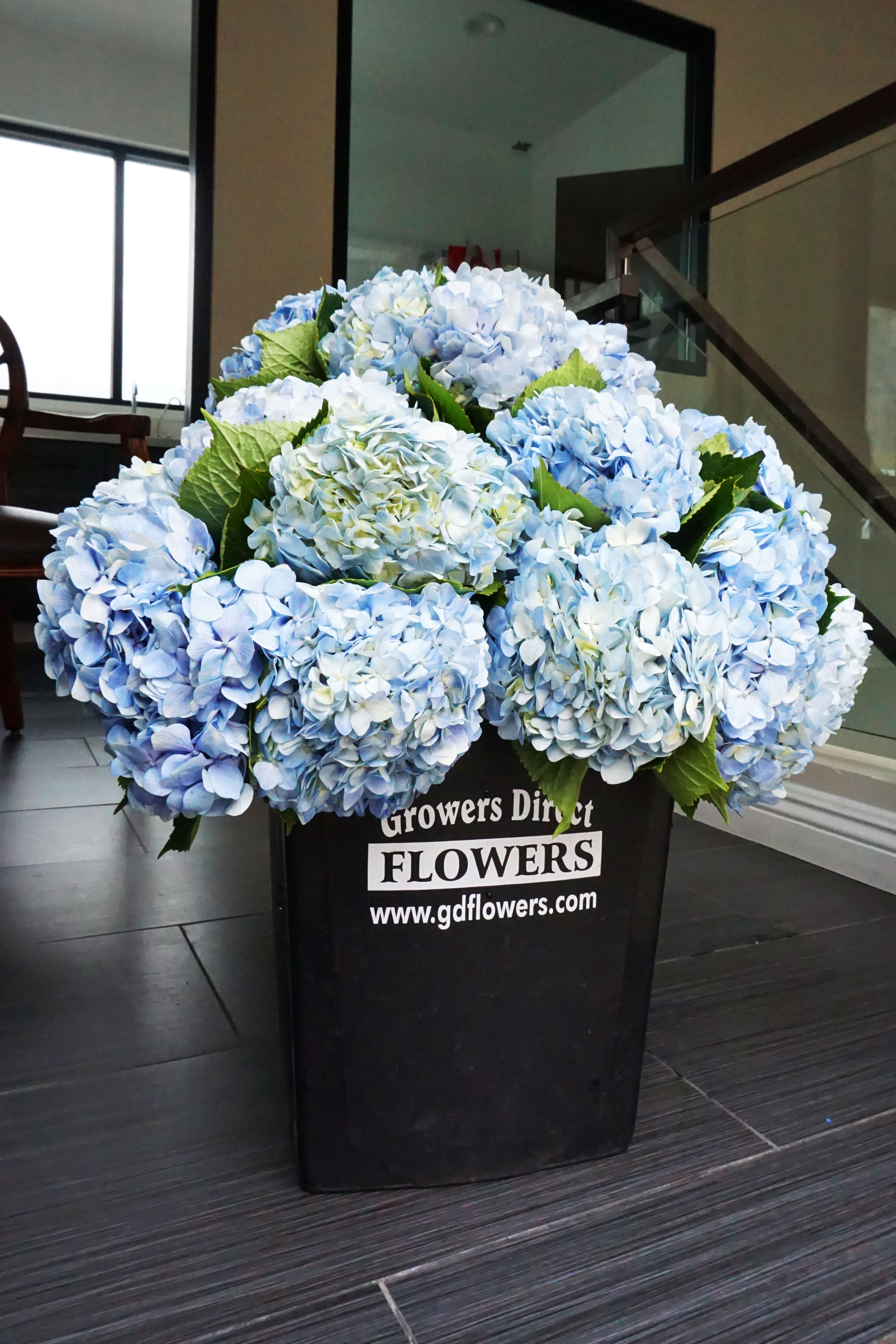 Large bundle of light blue hydrangeas in a black florist bucket on a tile floor