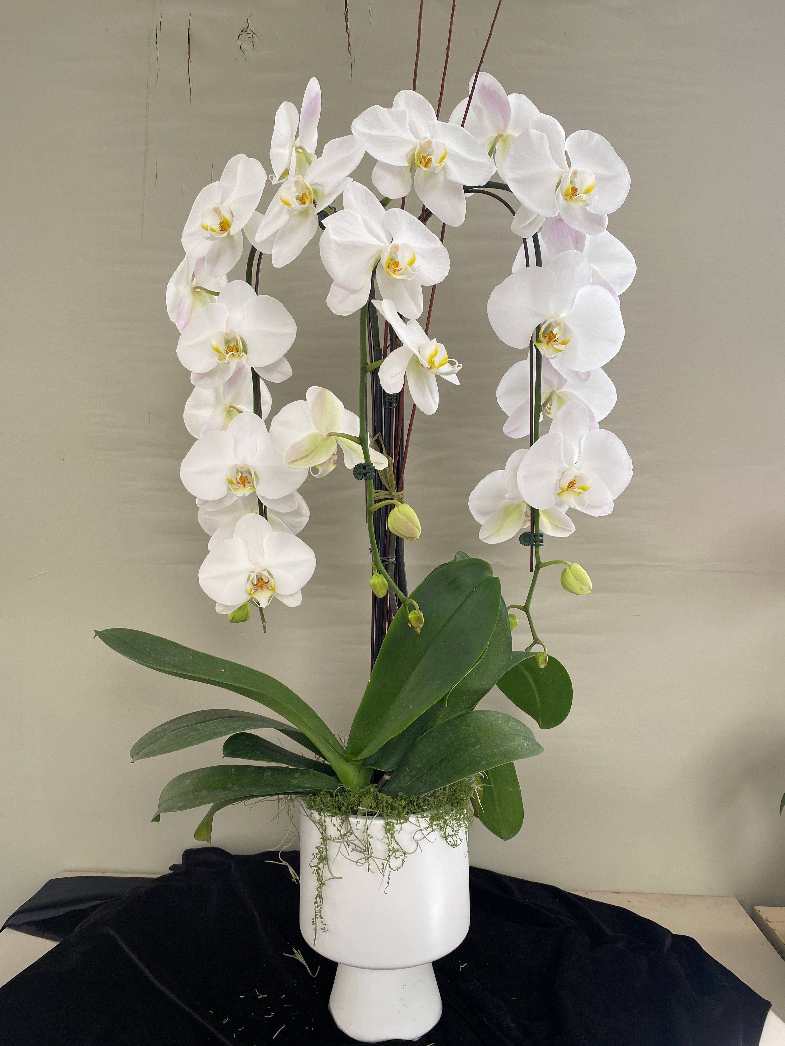 Just Because  - Three cascading white with decorative branch.