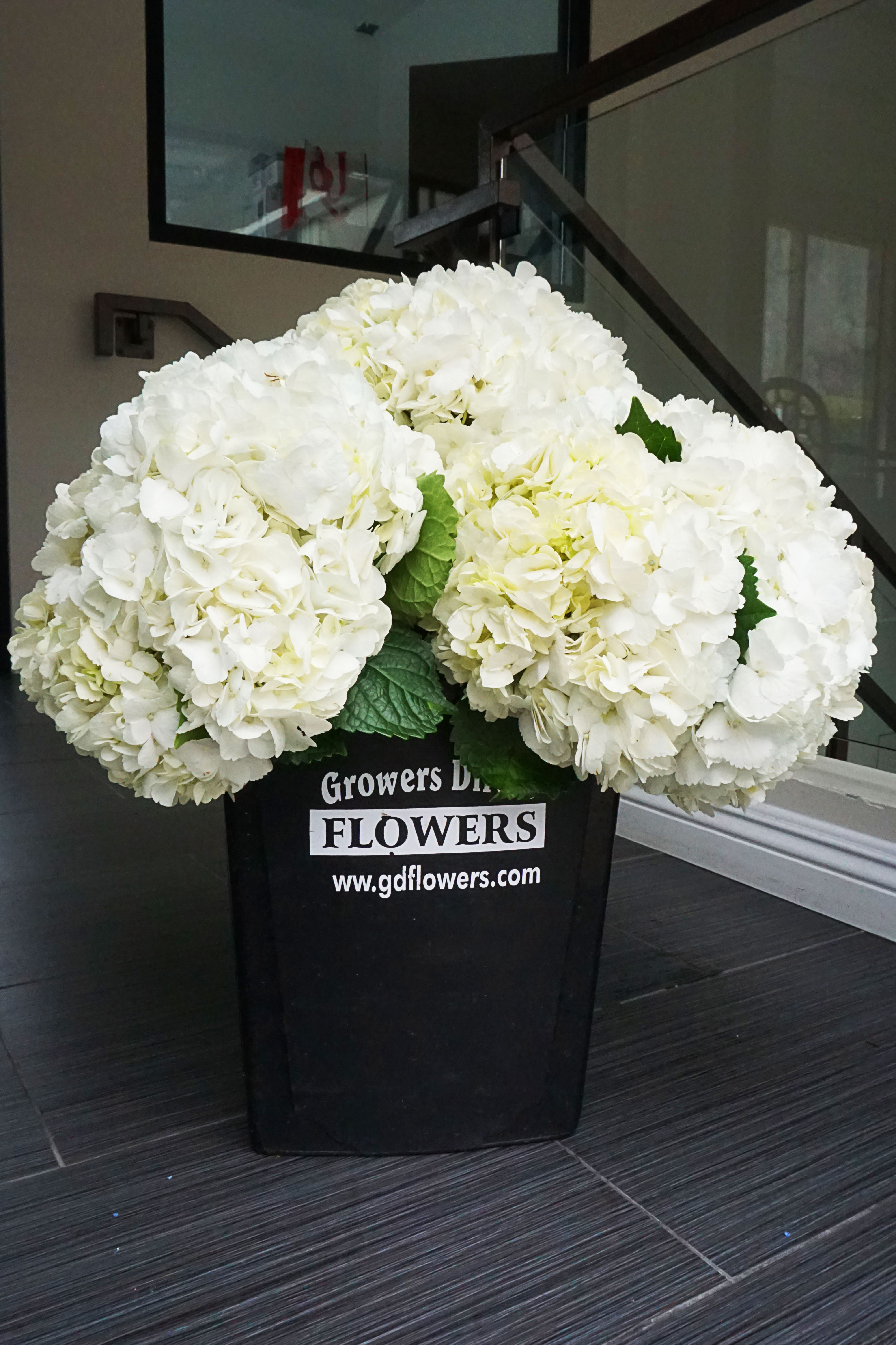 Cluster of white hydrangea blooms in a black plastic bucket.