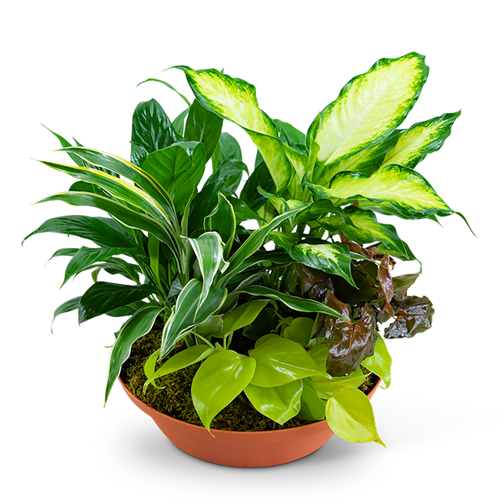 Tropics in Terracotta - Whether celebrating a birthday, house warming, or to send your sympathy, this beautiful dish garden will be a long-lasting reminder that you care. Tropics in Terracotta has a variety of lush green plants in a stylish terracotta container. House plants have many health benefits, both emotionally and physically, and are proven to make you feel better. *Plant types may vary based on availability. 