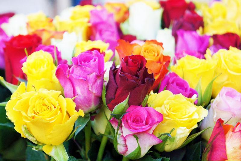 Bouquet of multicolored roses in close-up