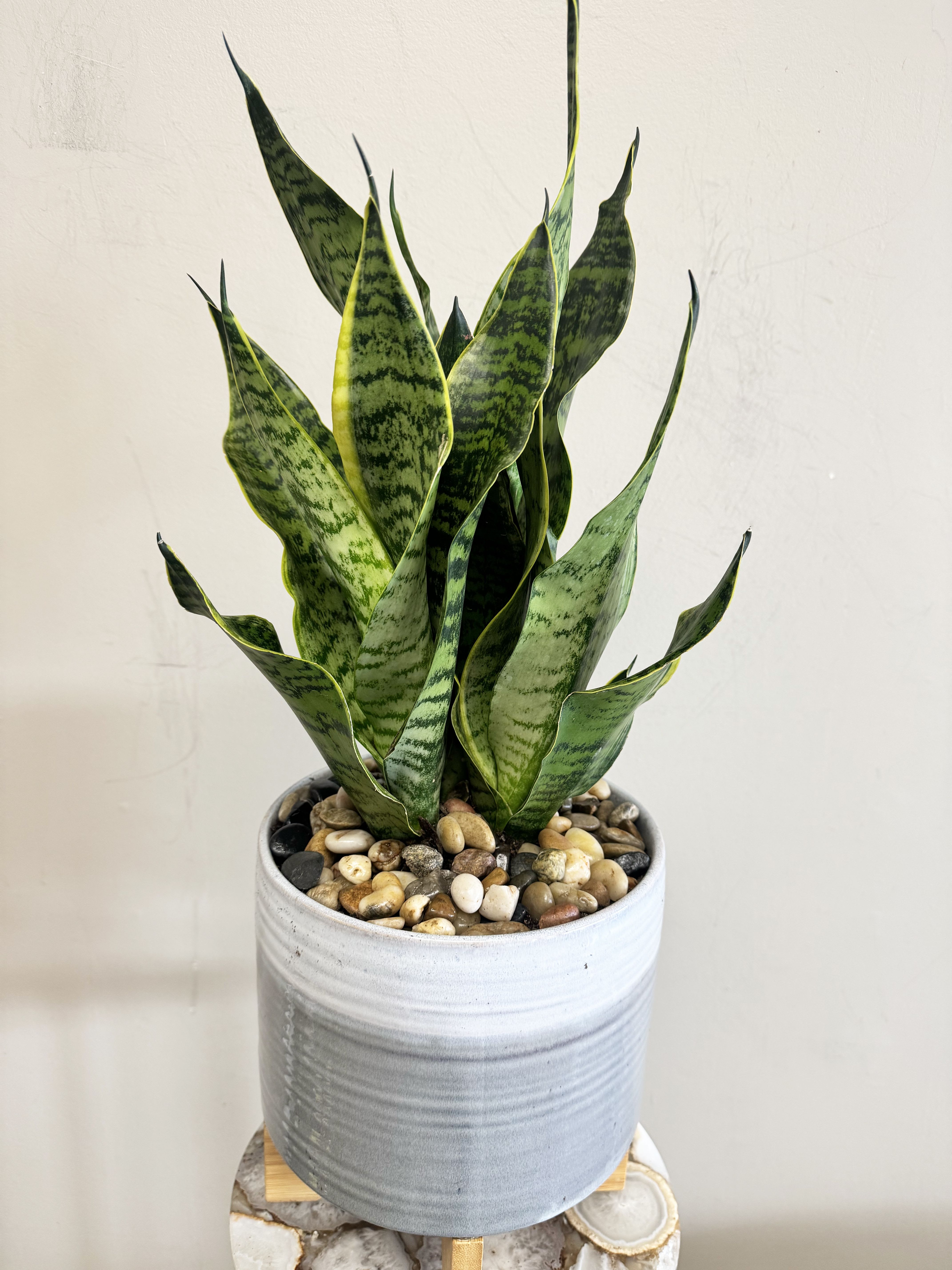 Snake Plant in 8" Ceramic Planter - Sleek and low-maintenance, this Snake Plant (Sansevieria) is a timeless favorite for both home and office. Its upright, variegated leaves add height and texture, while the 8" modern ceramic pot with a wooden stand and decorative river rock topping gives it a polished, contemporary look. Known for its air-purifying qualities and easy care, it thrives in a wide range of lighting conditions—making it perfect for beginners and busy plant lovers.
