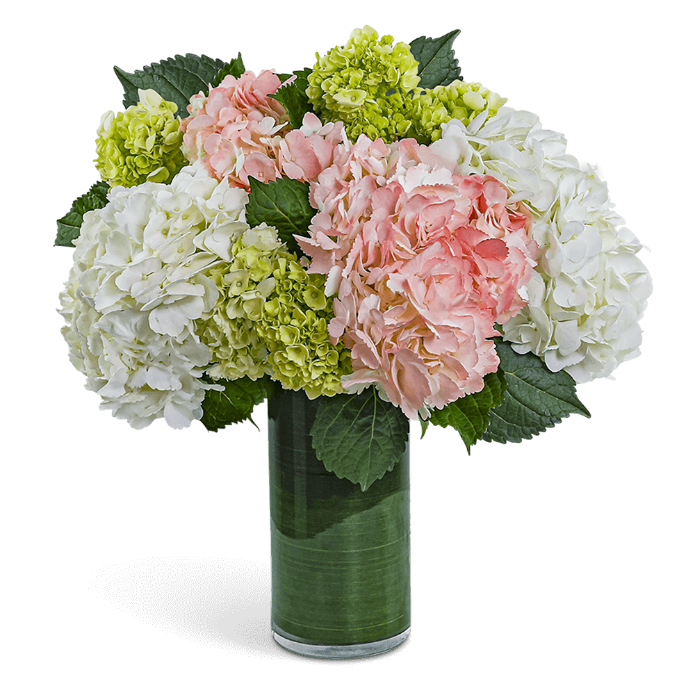 Pink and white hydrangea arrangement in a tall glass vase