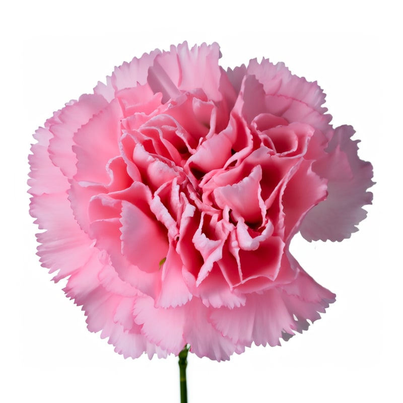 Single pink carnation bloom with ruffled petals on a slender stem against a white background.