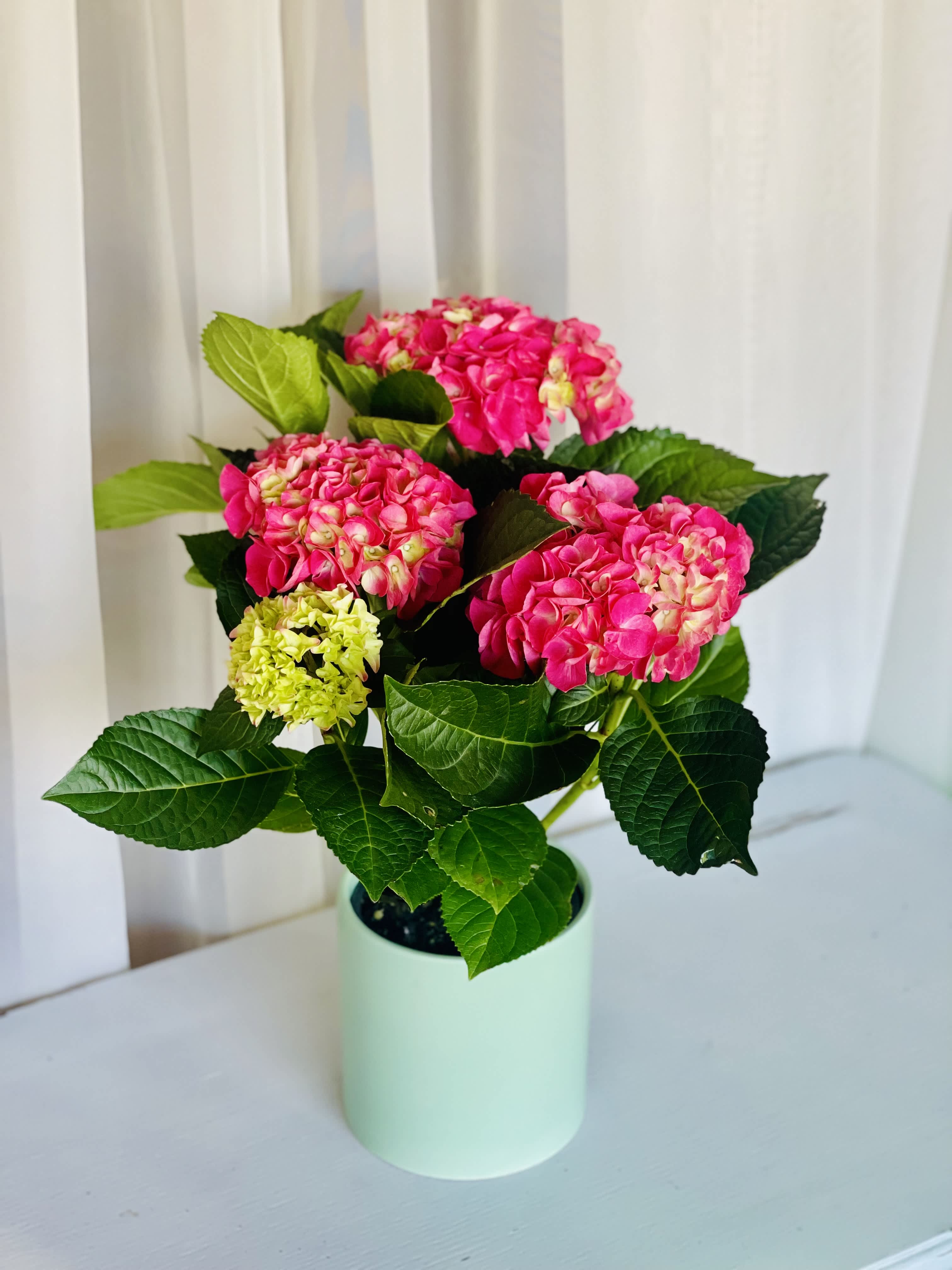 Pink Hydrangea Plant  - One of our most loved varieties for planting is the hydrangea—which is why we’ve brought this popular favorite to you! Hardy and long-lasting, with blooms that burst in perfect Pink! 