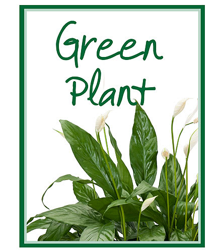 Green plant sign with white flowers and a green border