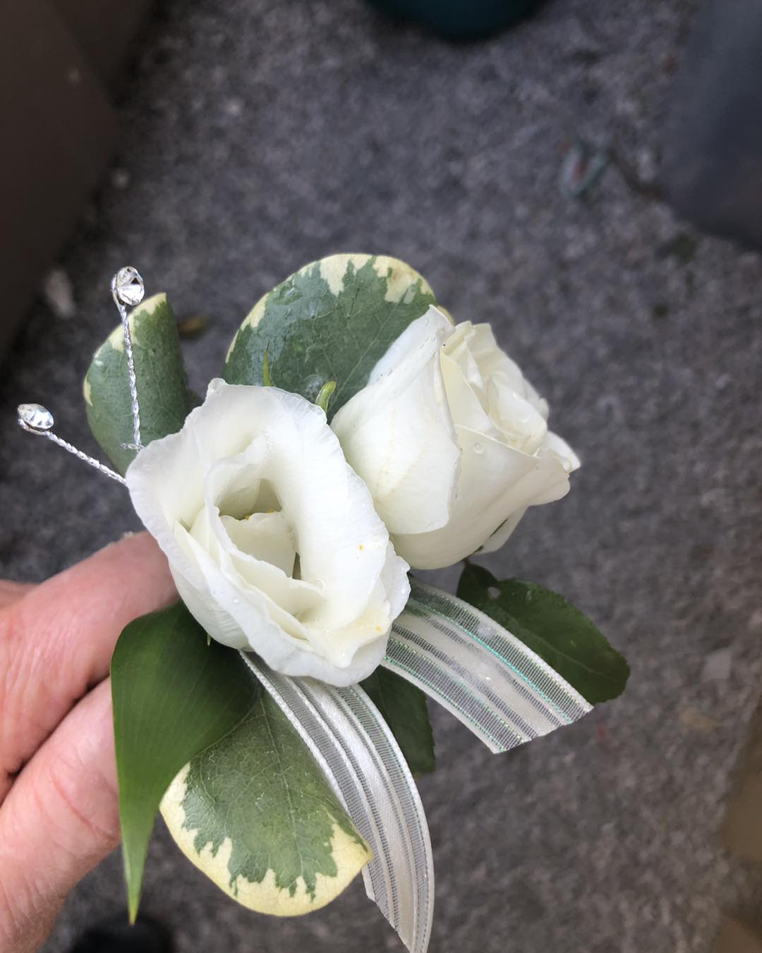 WHITE ROSE PROM BOUT - An example of a bout with white roses and ribbon. Other colors may be available based on color/ribbon availability. Please text Darlene at 419-636-7813 with a picture of your dress so we can match the corsage to the dress