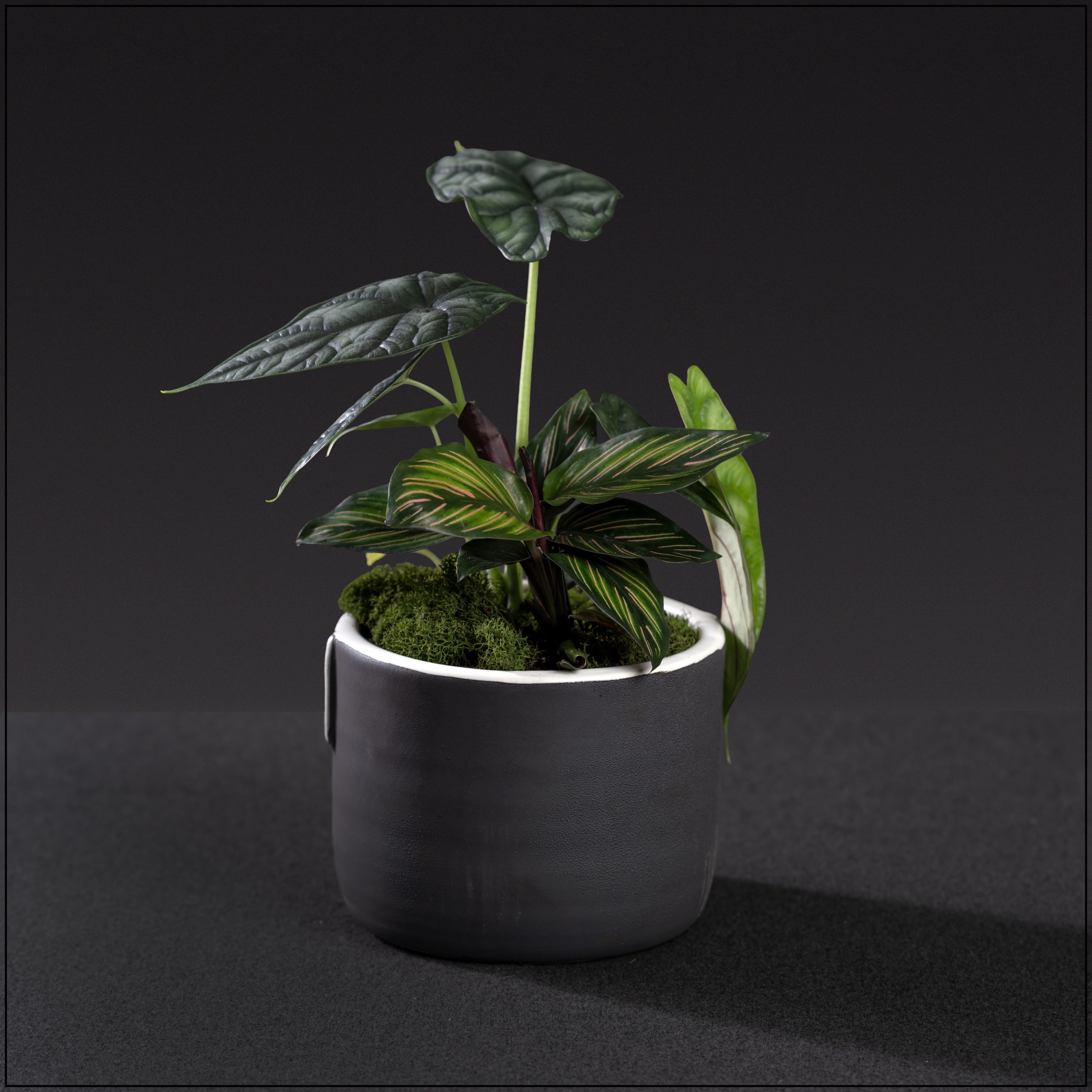 Dragon Scale - For the die hard plant lover.  A black ceramic pot with white drizzle.  It contains a Calathea Beauty Star and an Alocasia Dragon Scale.-- Not your ordinary plants. Approximate size 12" high and 6" wide.
