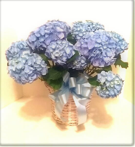 Pale blue hydrangea arrangement in a white wicker basket with a blue ribbon bow