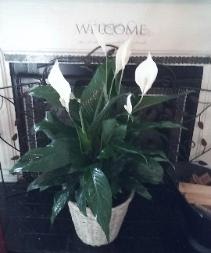 Floor size Blooming Peace Lilies  - Blooming Peace Lilies in an 8" container