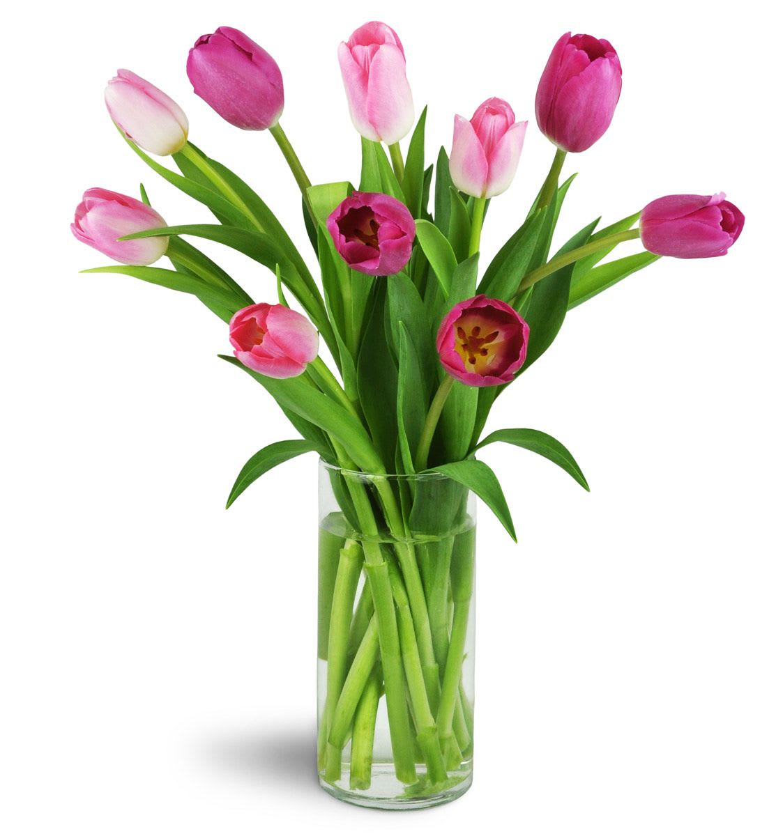 Pink and white tulips in a clear glass vase