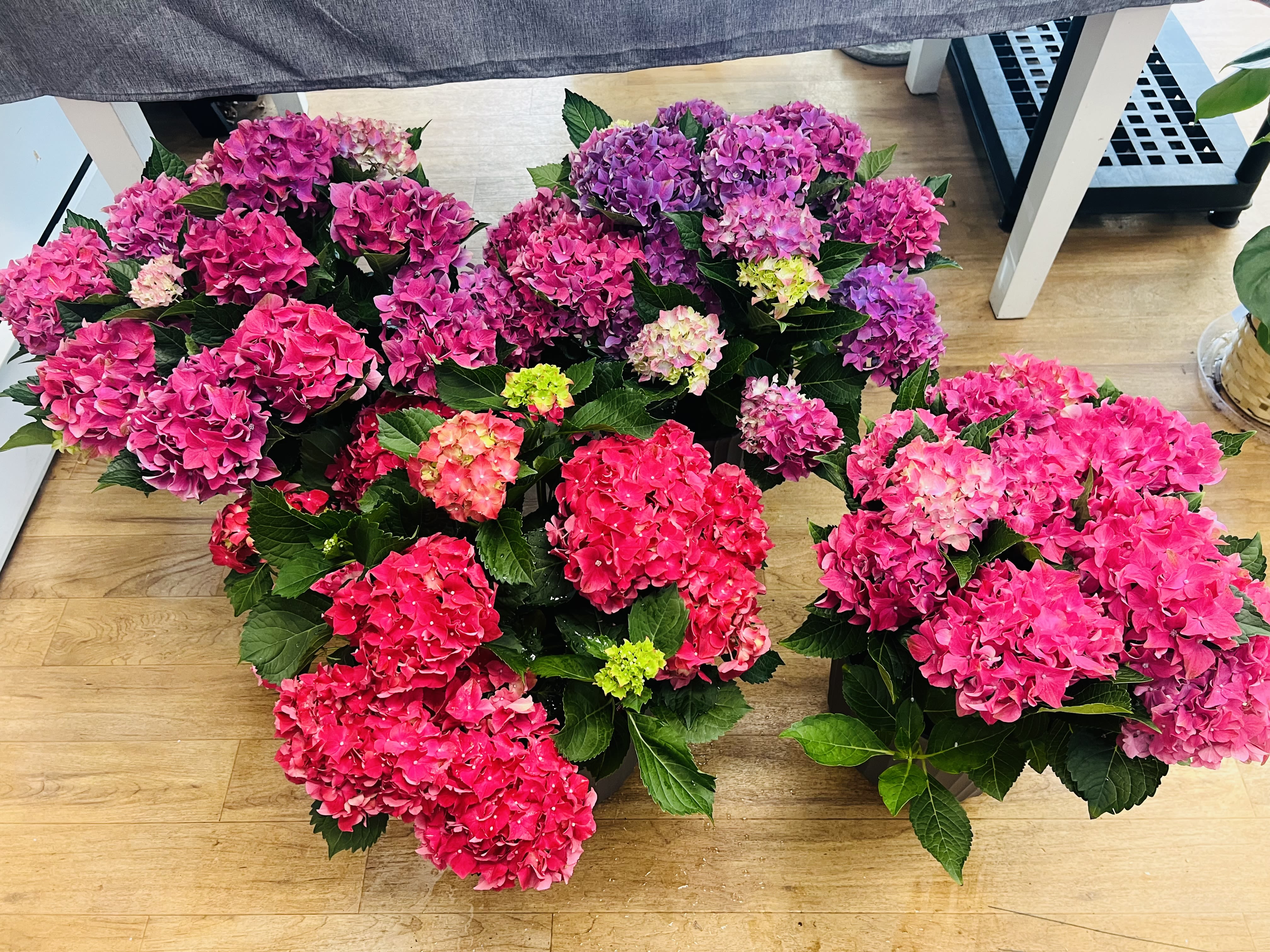 Hydrangea plant - An abundance of rounded hydrangea blooms in pinks, purples, reds, greens and creamy whites brings a garden-fresh romance to wedding décor - perfect for ceremony aisles, entrance displays, or reception focal points. These potted hydrangea plants create an immediate "wow" for the person you're celebrating: vibrant domes of color that read festive and refined at once, ideal for spring or summer weddings and transition-ready for home use afterward.  Each plant is presented in a ribbed gray plastic pot and features large clustered flower heads in vivid hot pinks, fuchsia, soft lavenders and occasional creamy centers, with chartreuse buds and fresh green foliage peeking underneath. The full, lush silhouette fills space without needing extra stems, making these plants a simple way to add substantial color and texture to any setting.  Use them as aisle markers, grouped at entryways, flanking altars, or scattered on reception tables where guests will notice their scent and presence; after the celebration they make a lasting keepsake for the couple's home or garden. Care is straightforward: keep the soil evenly moist, place in bright indirect light, and these hydrangeas will hold their rounded form and rich color through the event and beyond.