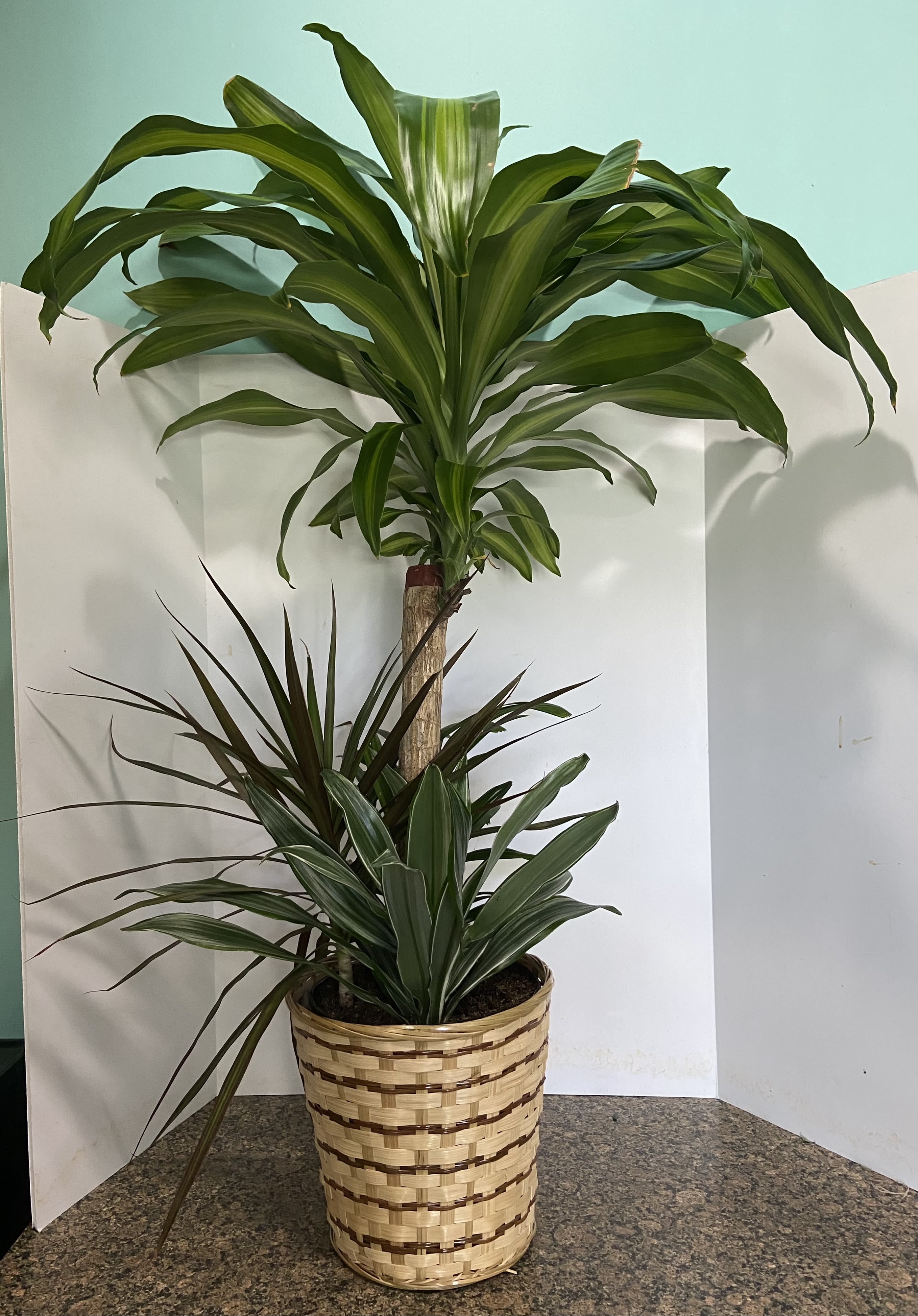 Tall potted dracaena plant in a woven basket planter