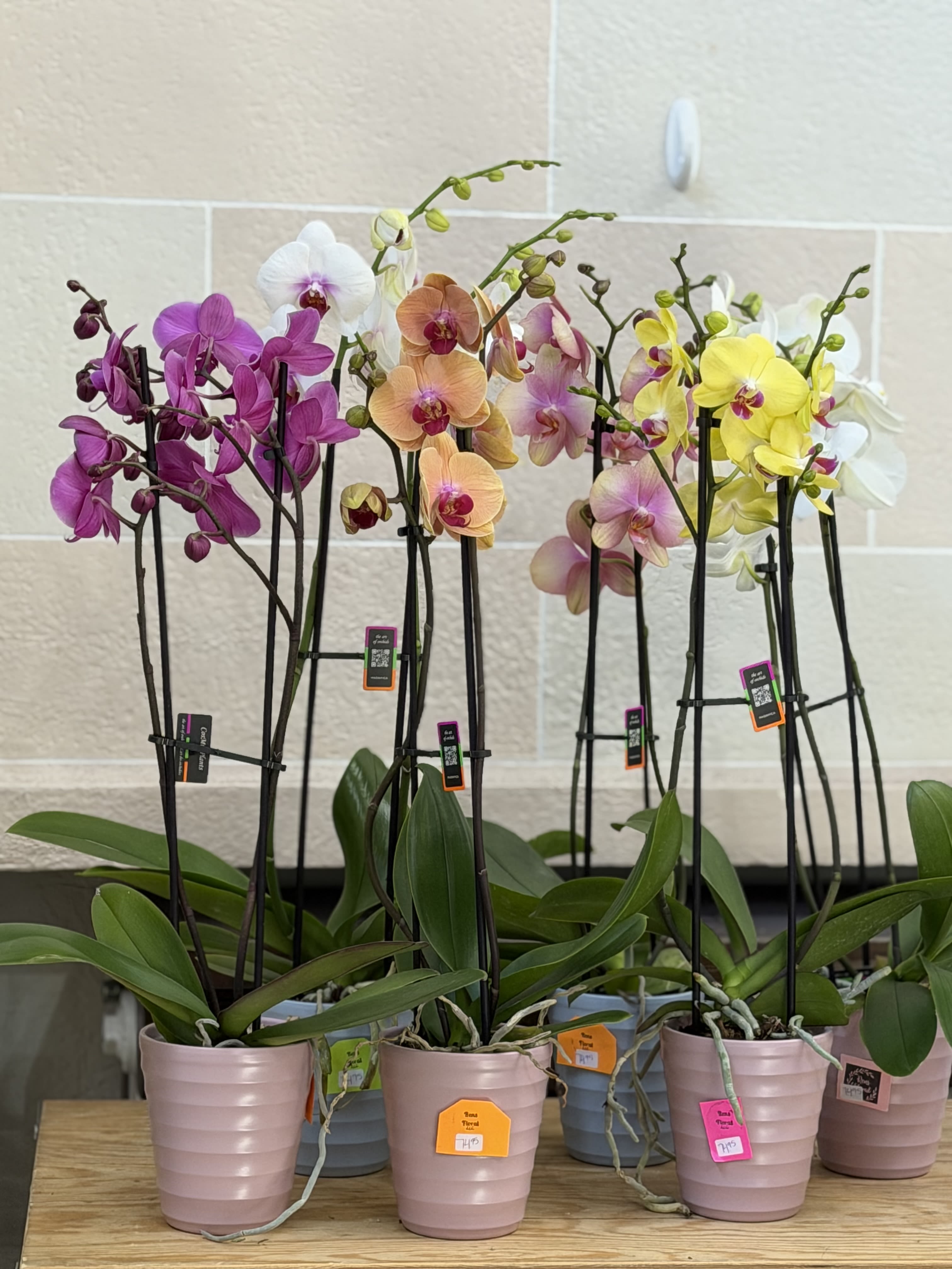 Orchid  - A 4" orchid in a pot.