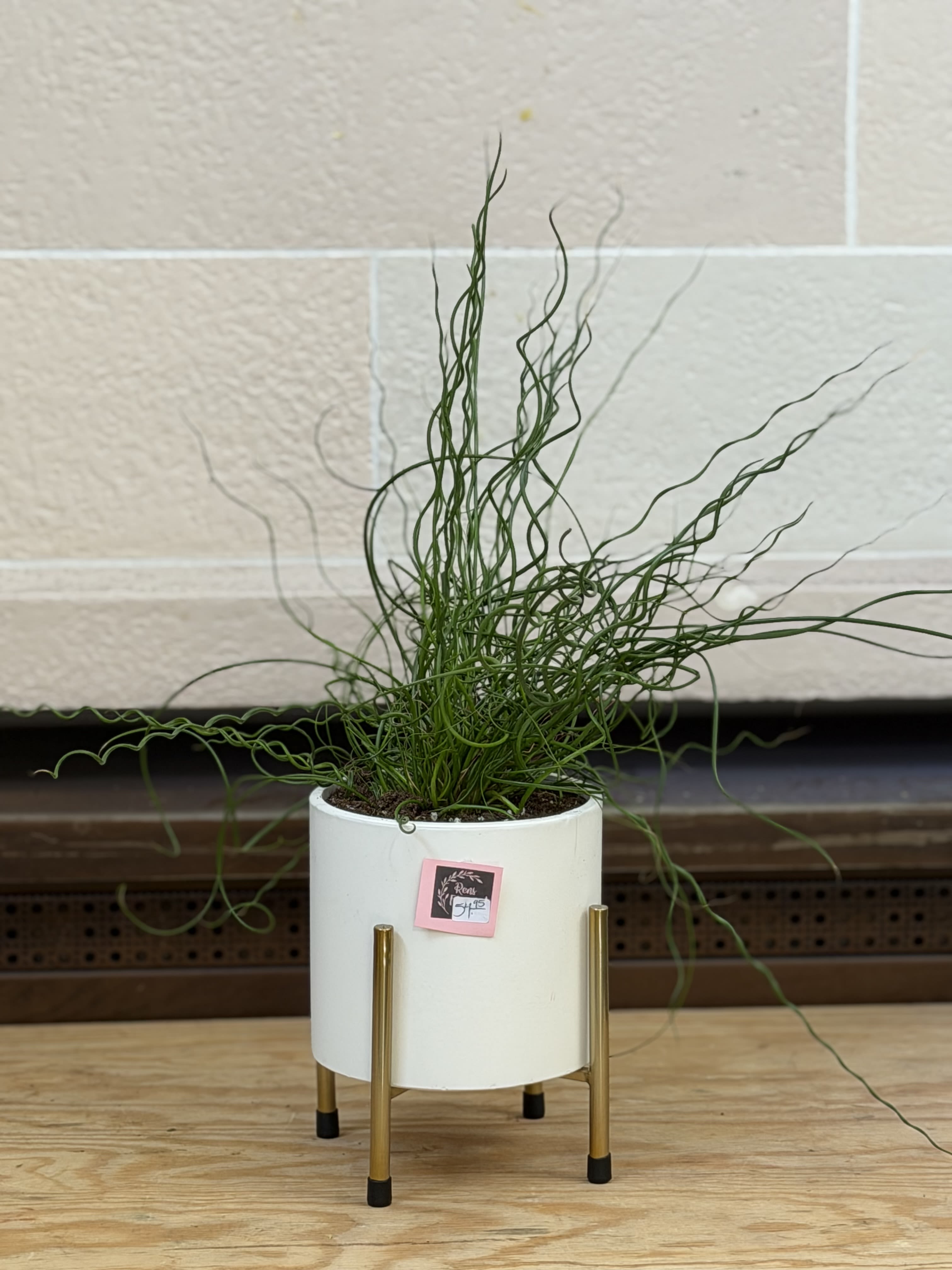 Corkscrew Plant  - A corkscrew plant in a 3 legged planter 