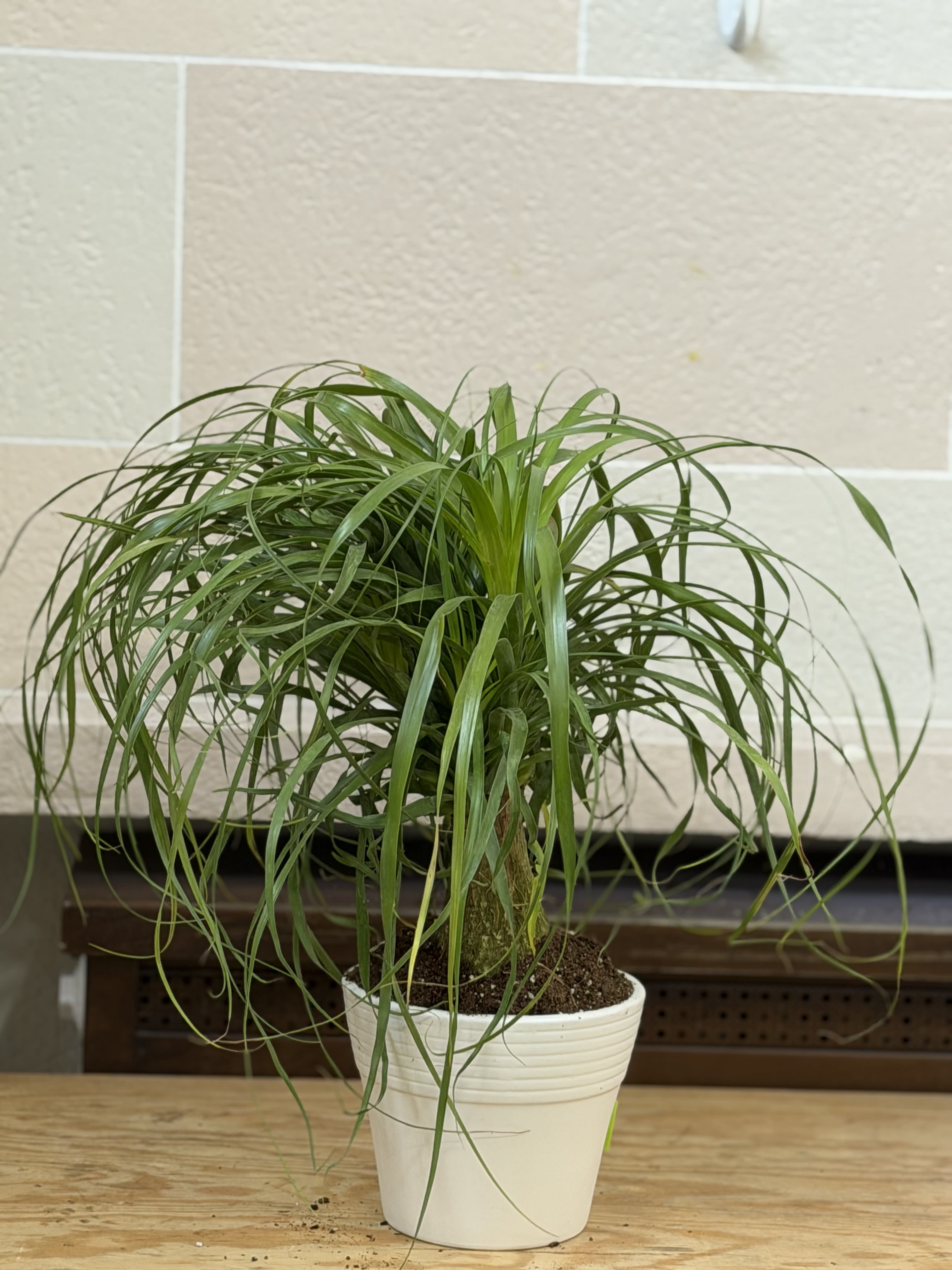 Ponytail Palm  - A 6" ponytail palm planted in a 7" white ceramic pot. 