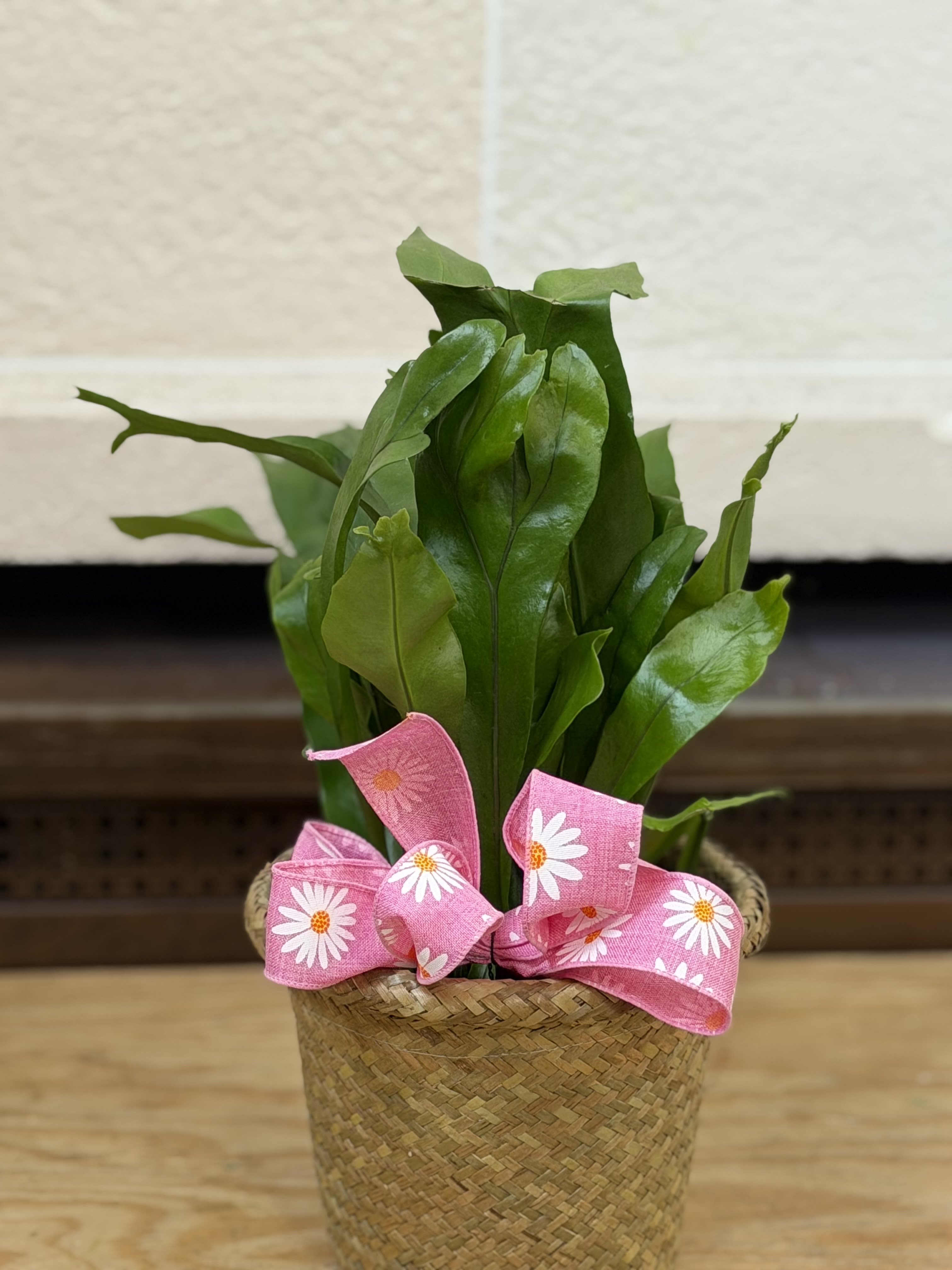 6" Fern in Basket  - A 6" fern in a basket with a bow. 
